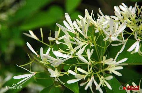 夜来香花食谱